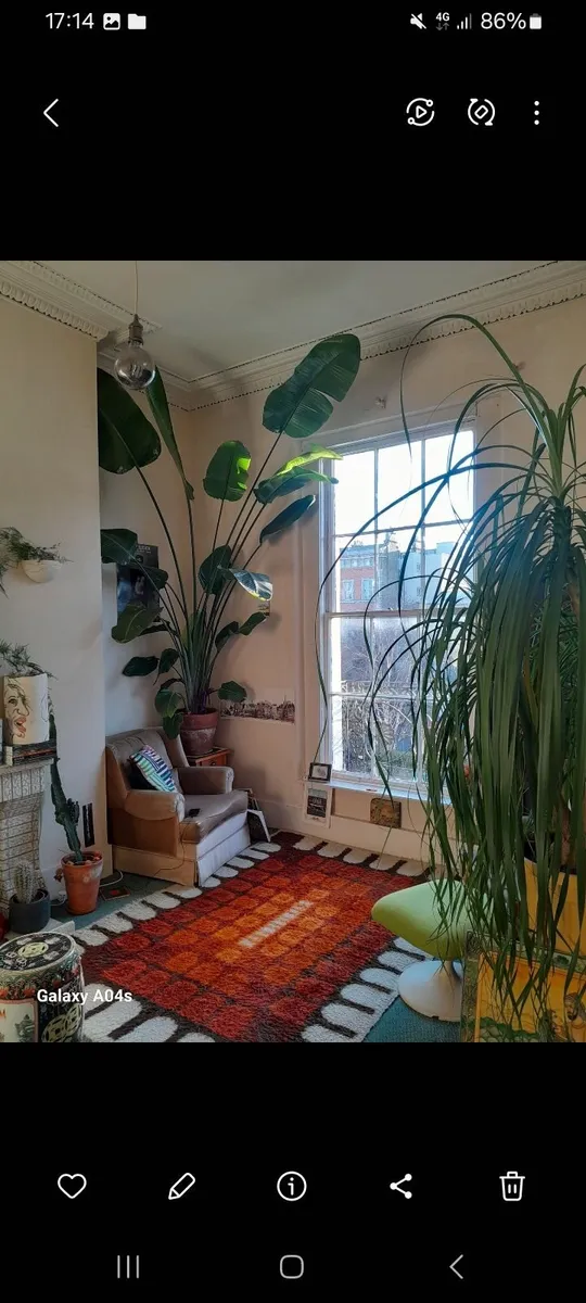 2 Very tall house plants for sale / Collection onl - Image 1