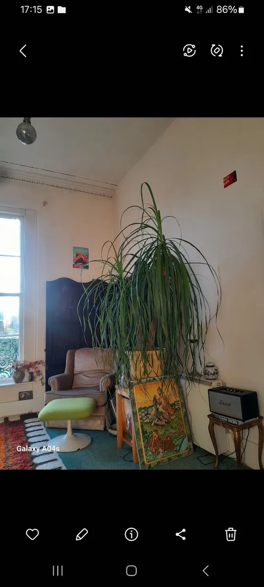 2 Very tall house plants for sale / Collection onl - Image 2