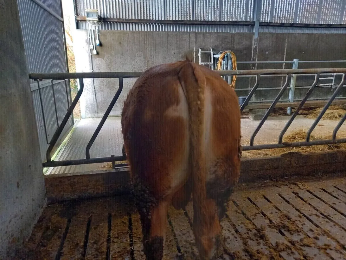 Limousin bull (zag) - Image 3