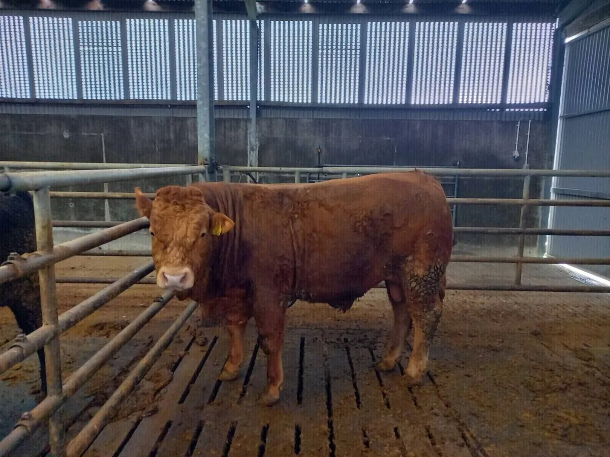 Limousin bull (zag) - Image 2