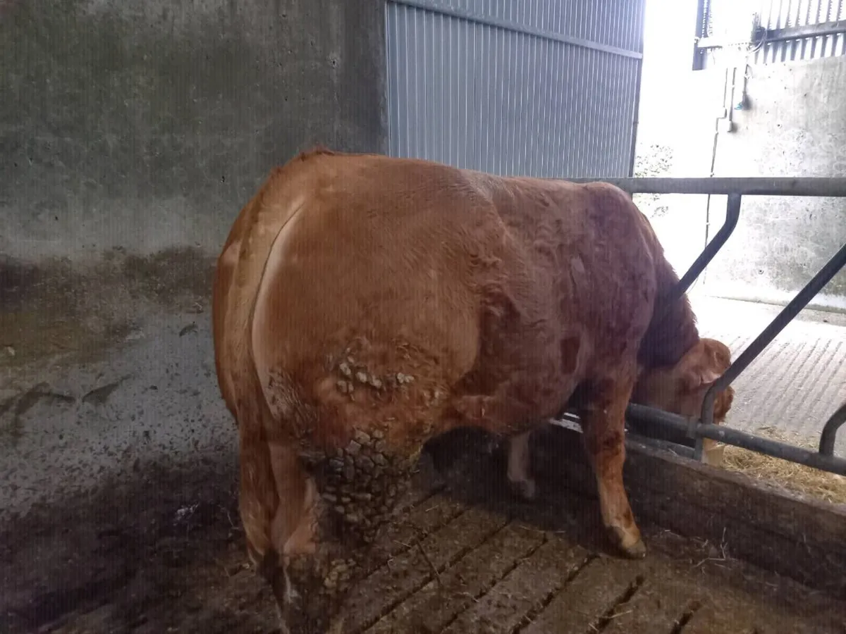 Limousin bull (zag) - Image 4