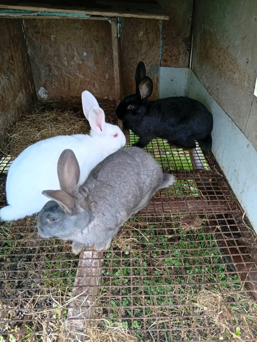 Rabbits - Image 3