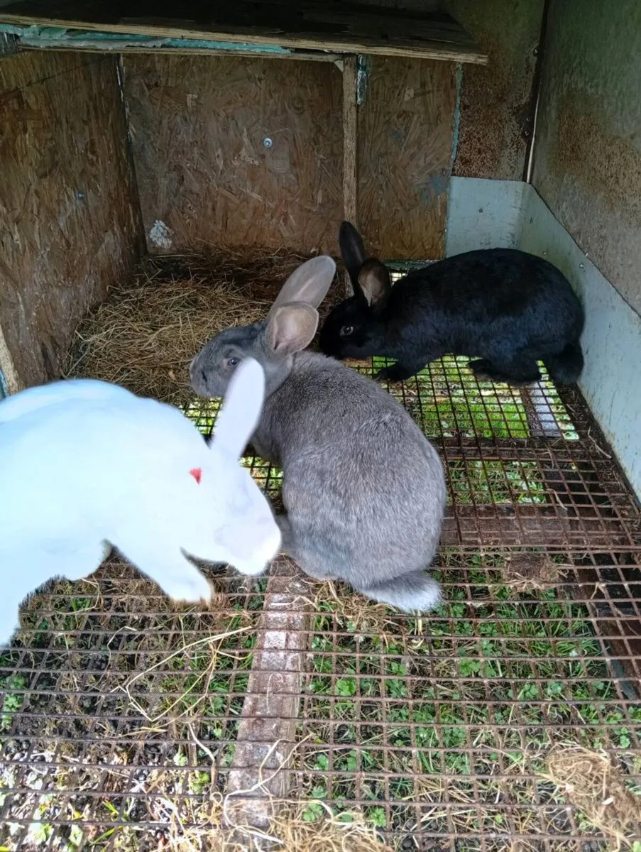 Rabbits - Image 4