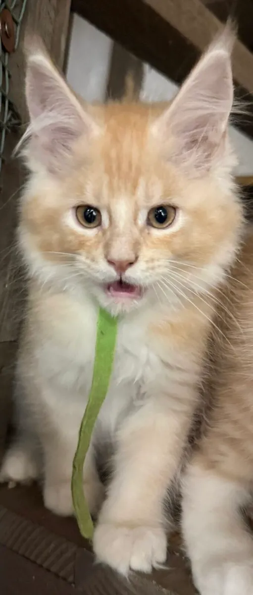 Maine Coon kittens - Image 3