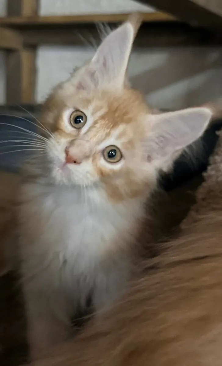 Maine Coon kittens - Image 4