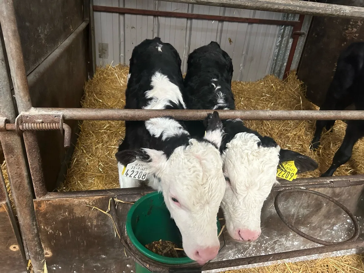 Calves - Image 2