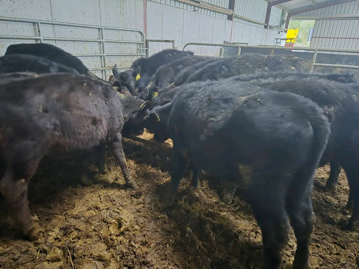 Angus calfs/weanlings - Image 1
