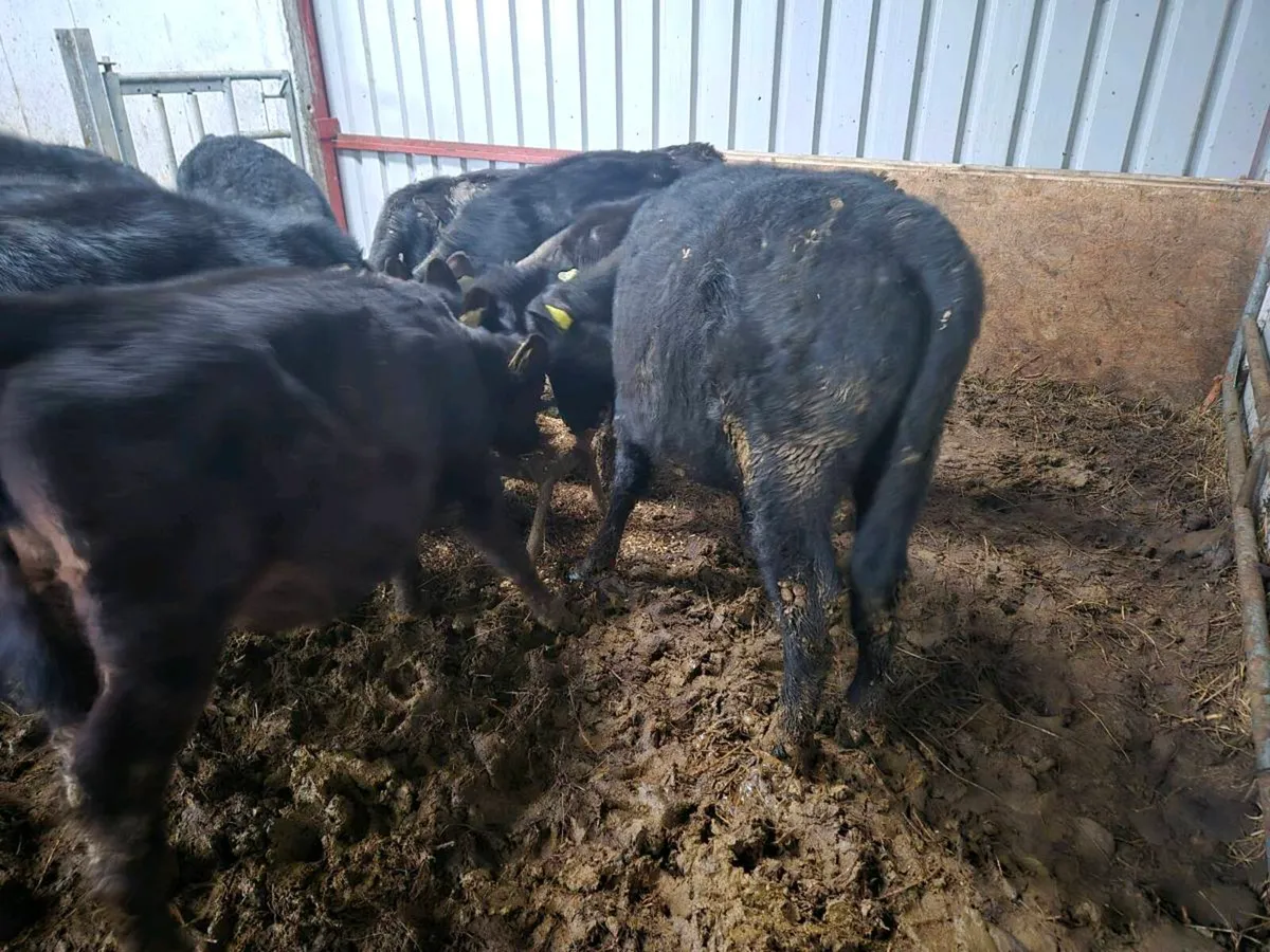 Angus calfs/weanlings - Image 2