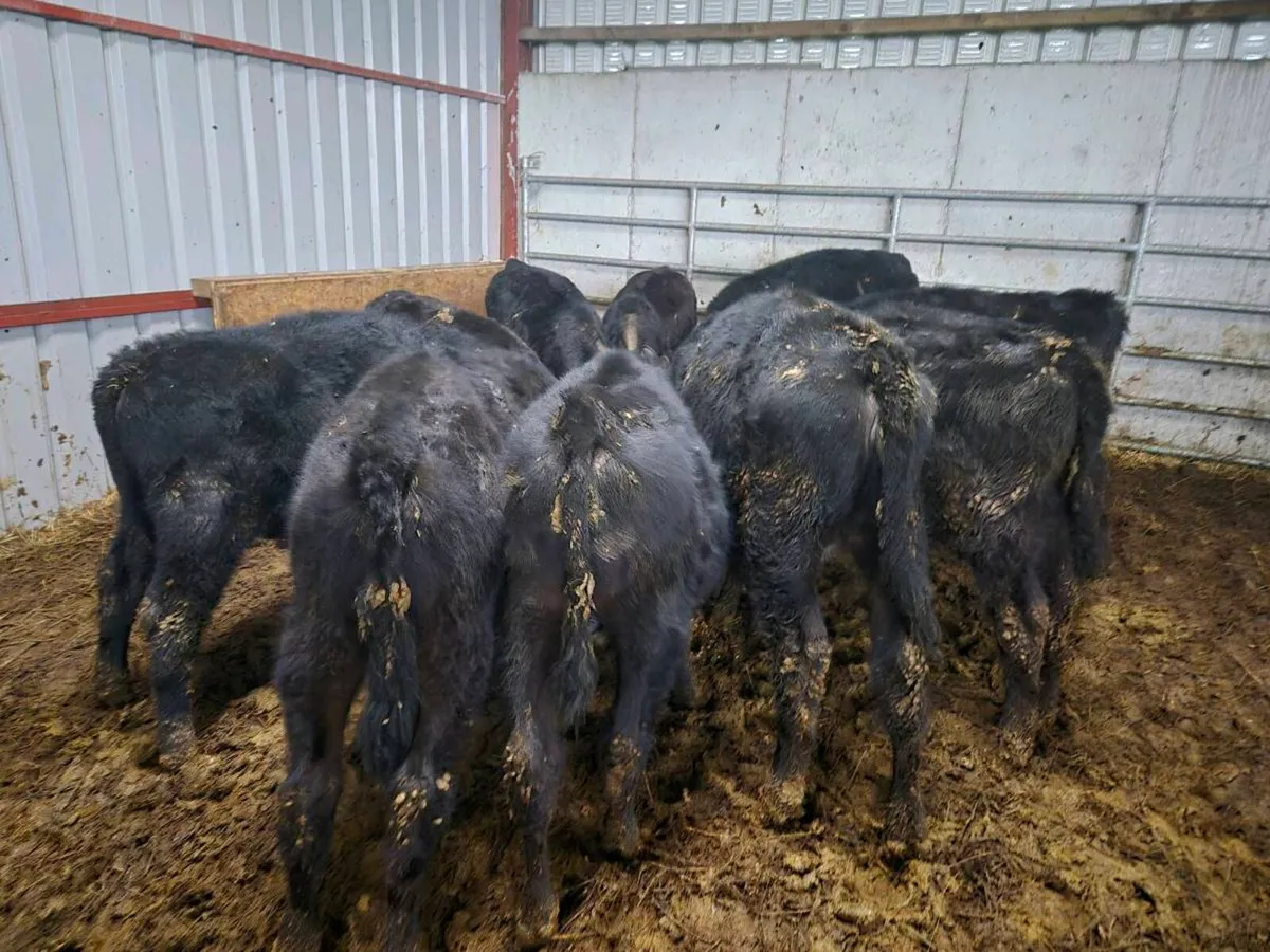 Angus calfs/weanlings - Image 3