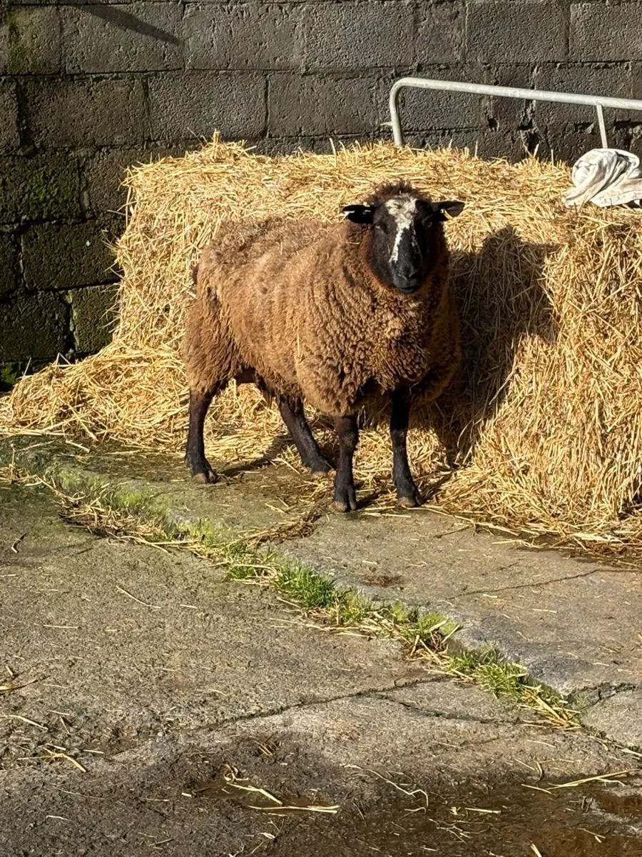 Foster ewe - Image 2