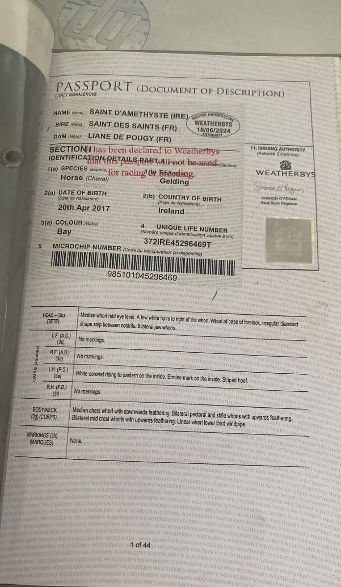 Amateur Horse - Image 2