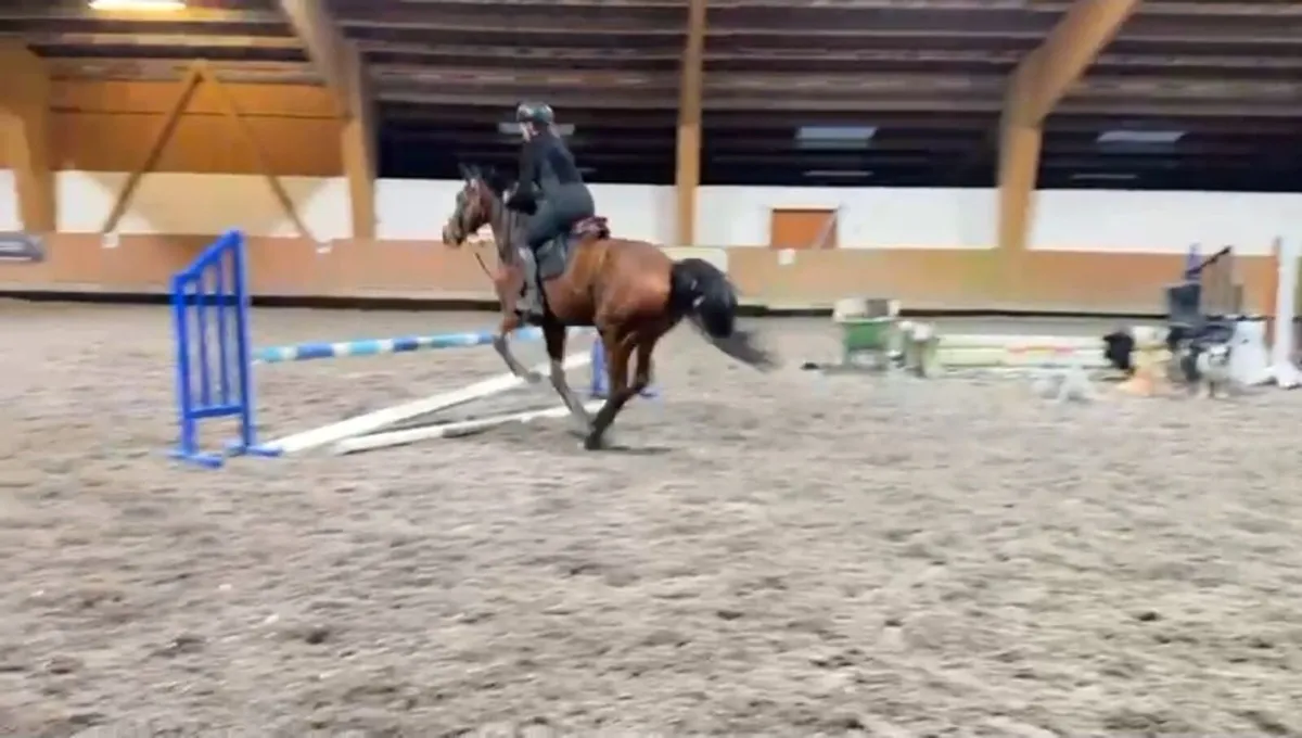 Amateur Horse - Image 4