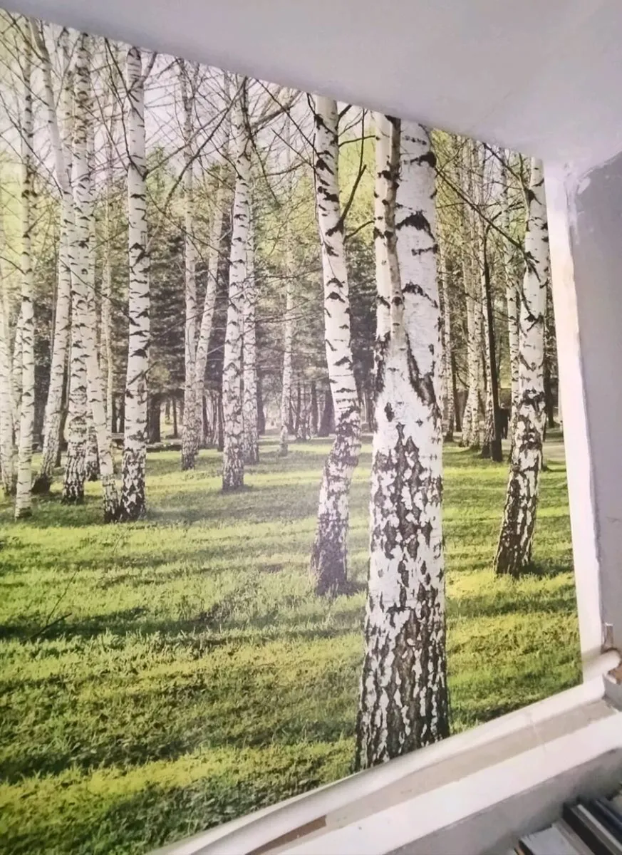 Large Birch Forest Canvas Wall Art 120×60 cm Extra - Image 3
