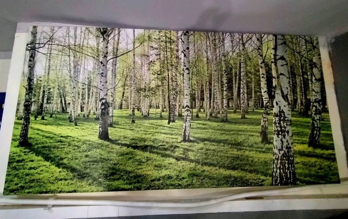Large Birch Forest Canvas Wall Art 120×60 cm Extra - Image 1