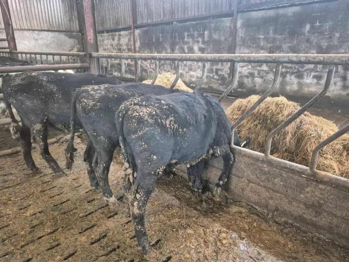 AAX Weanlings - Image 3