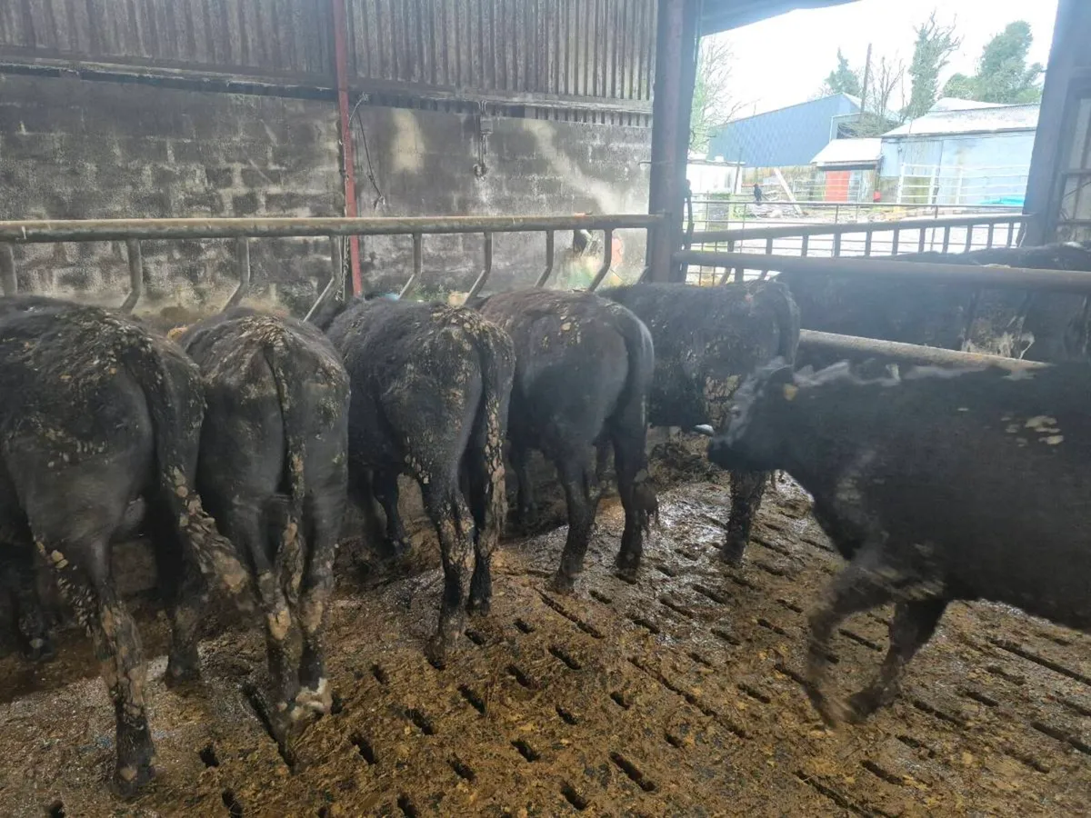 AAX Weanlings - Image 4