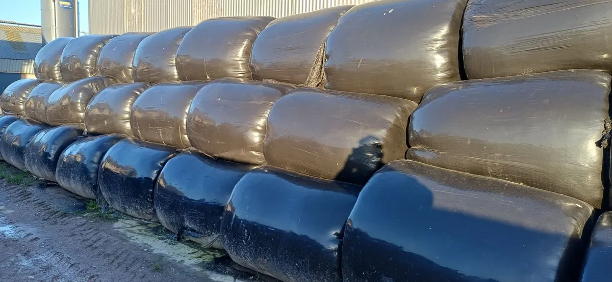 Quality Baled Silage and Haylage - Image 1