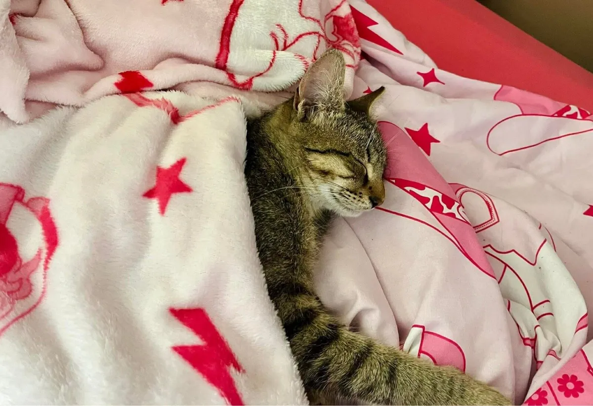 Beautiful pair of indoor cats(w/water fountain) - Image 4