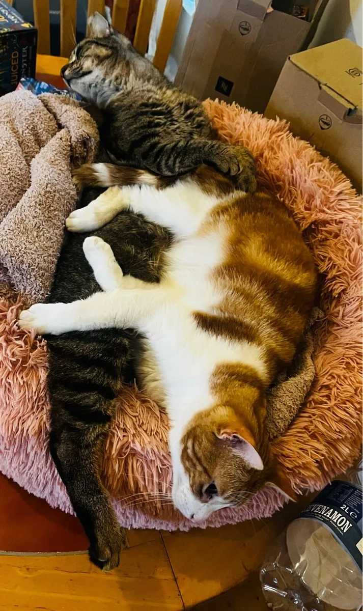 Beautiful pair of indoor cats(w/water fountain) - Image 1
