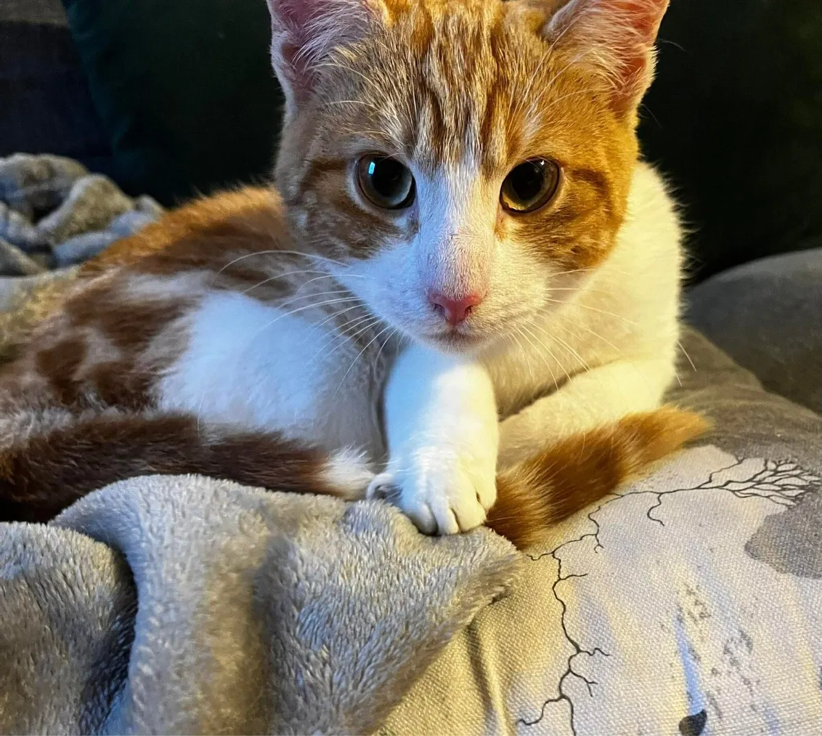 Beautiful pair of indoor cats(w/water fountain) - Image 2
