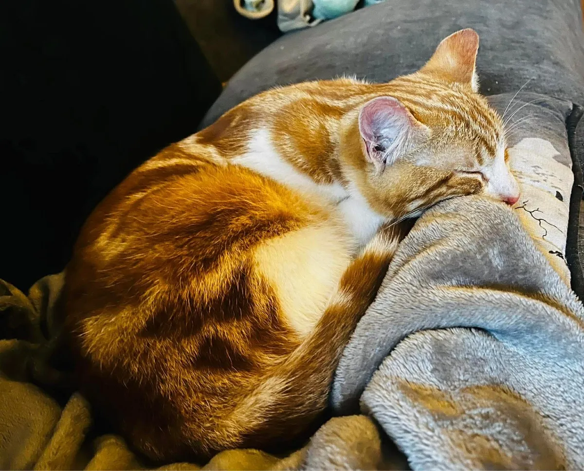 Beautiful pair of indoor cats(w/water fountain) - Image 3
