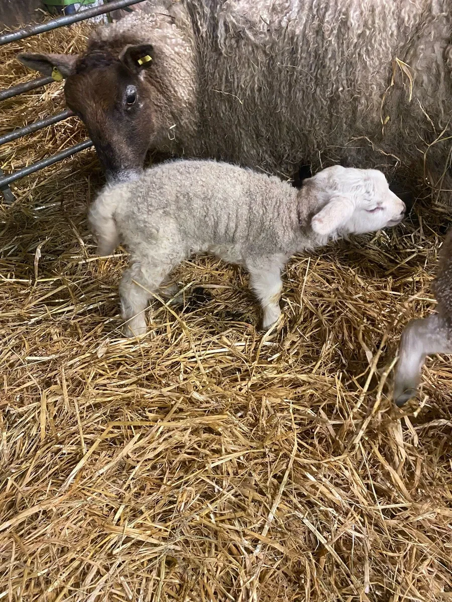 Lambs - Image 1