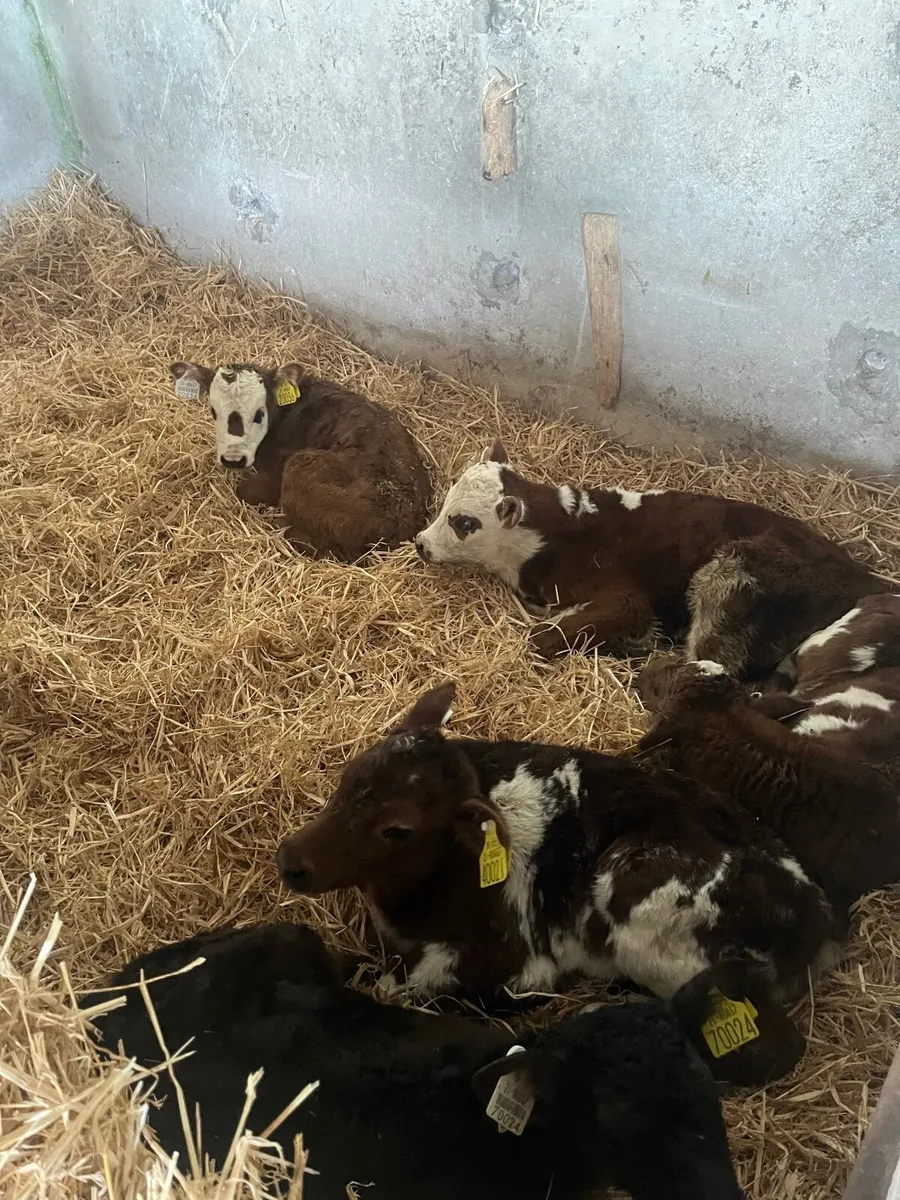 Calves - Image 1