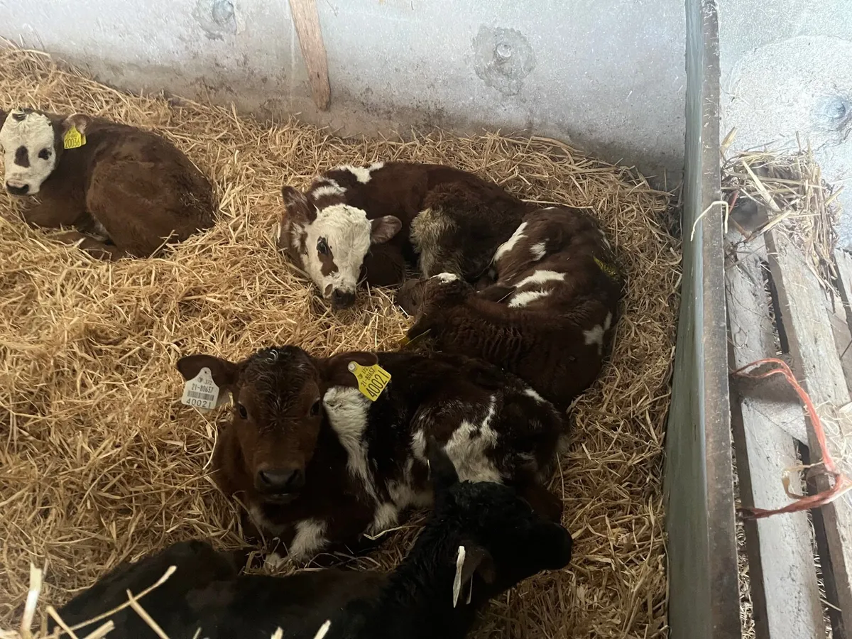 Calves - Image 3