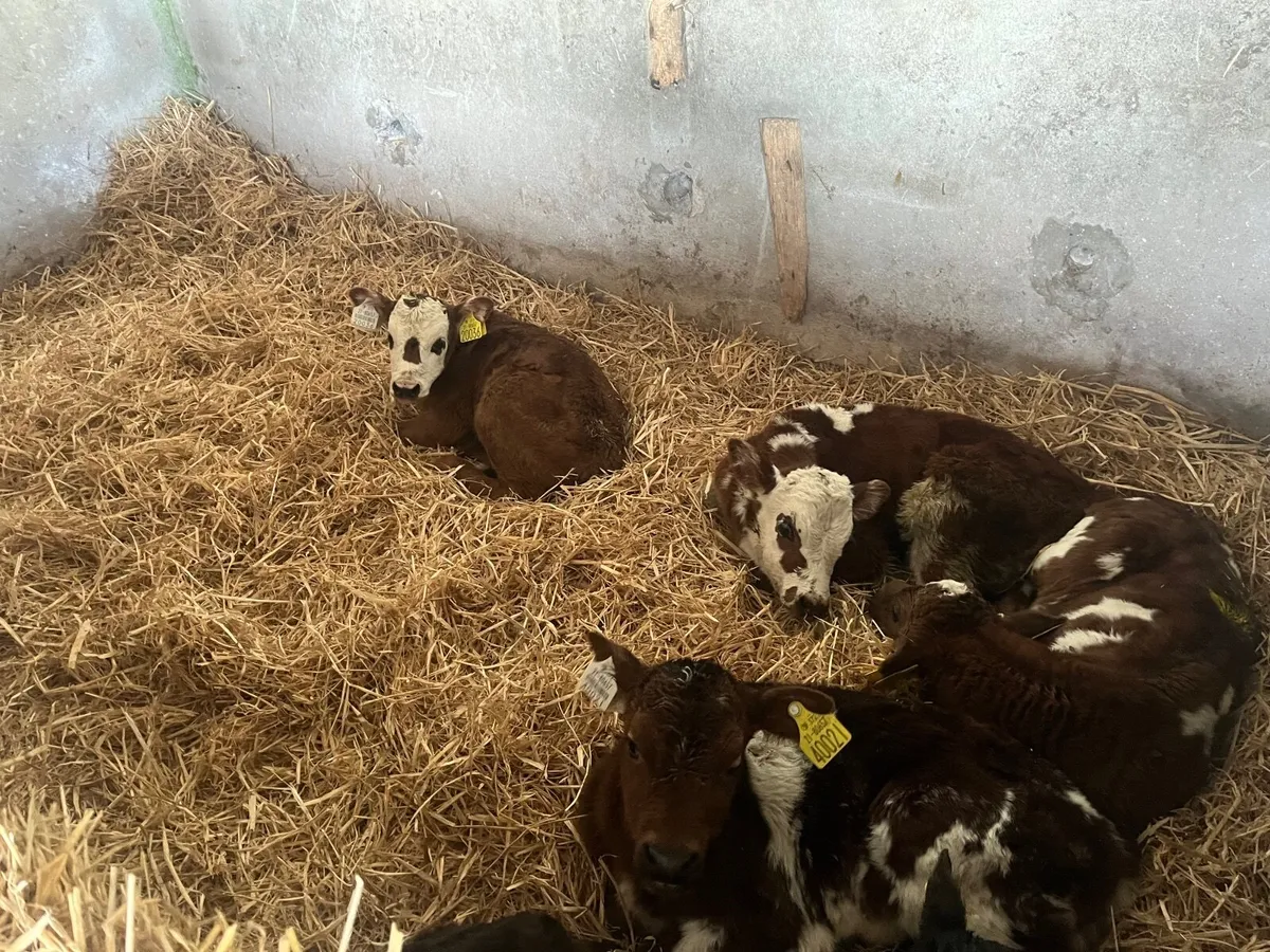 Calves - Image 4