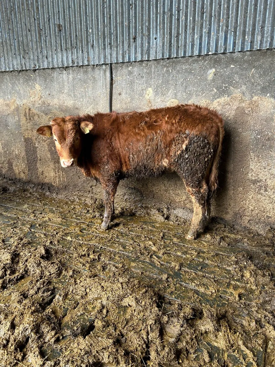 Two limousin heifer weanlings - Image 2