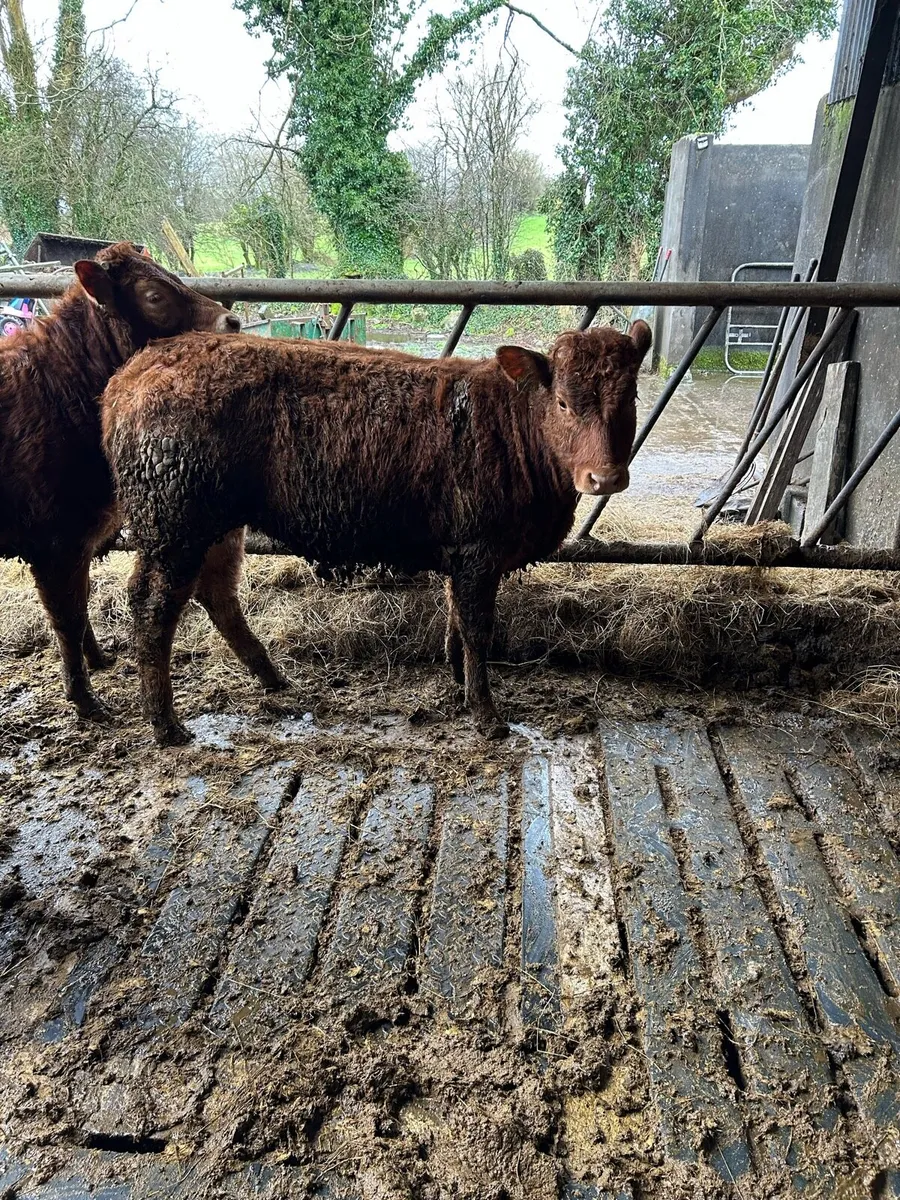 Two limousin heifer weanlings - Image 3