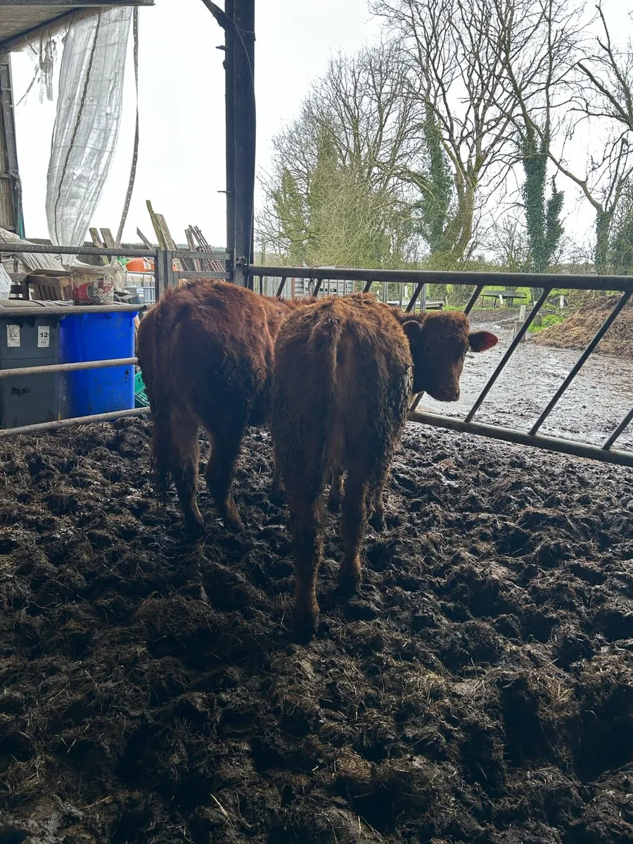 Two limousin heifer weanlings - Image 4