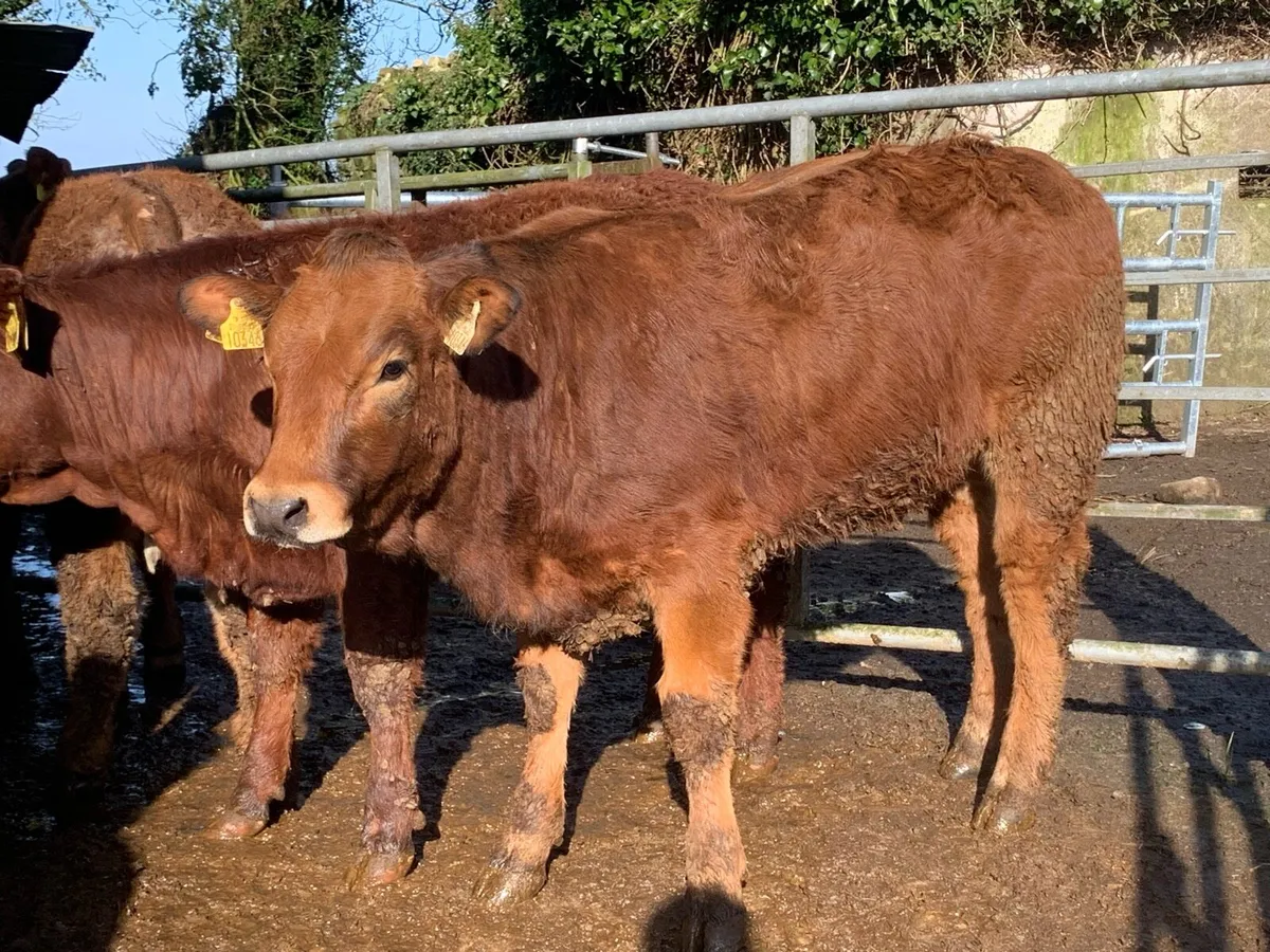 4 super bulling heifers with stars - Image 2