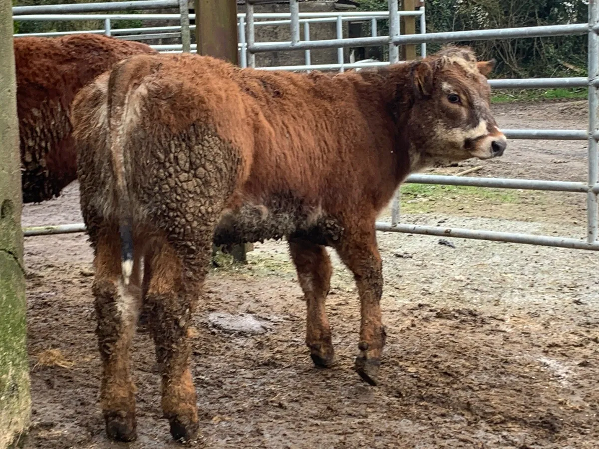 4 super bulling heifers with stars - Image 1