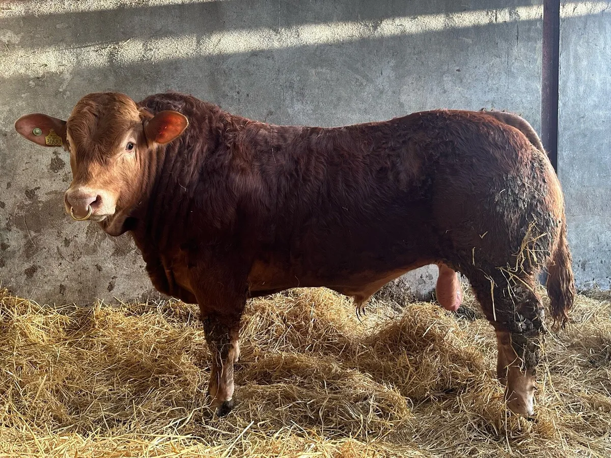 PBR Limousin Bull