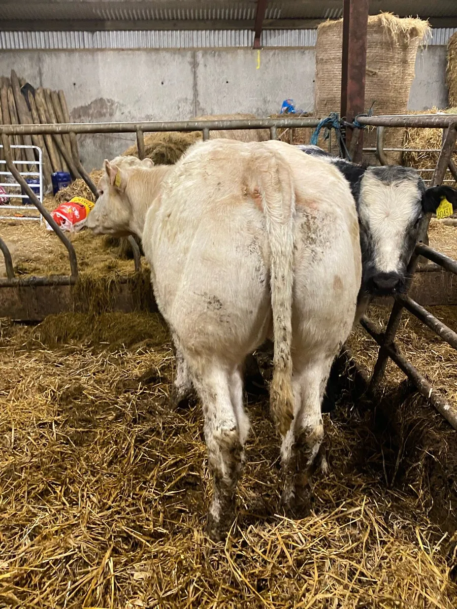 Super breeding heifer - Image 1