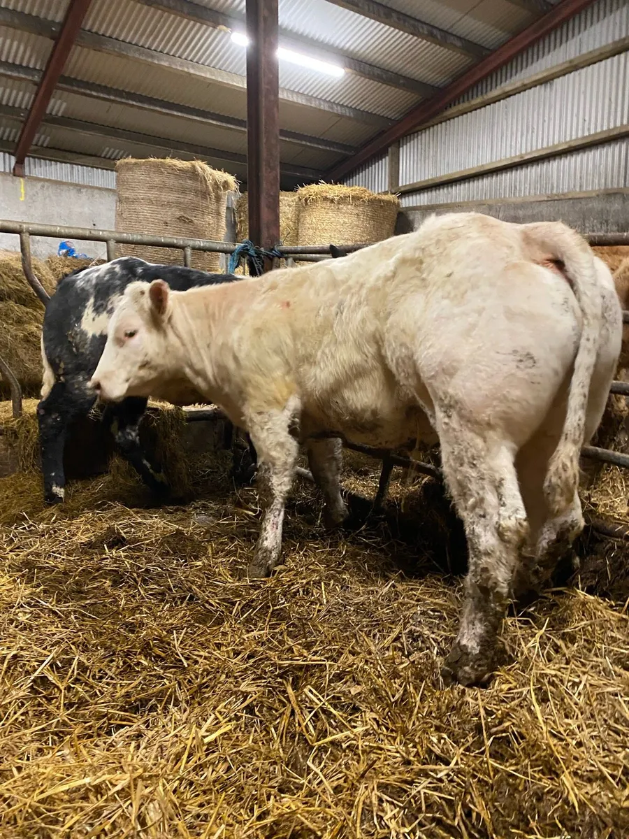 Super breeding heifer - Image 4