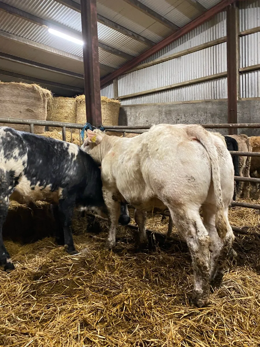 Super breeding heifer - Image 2