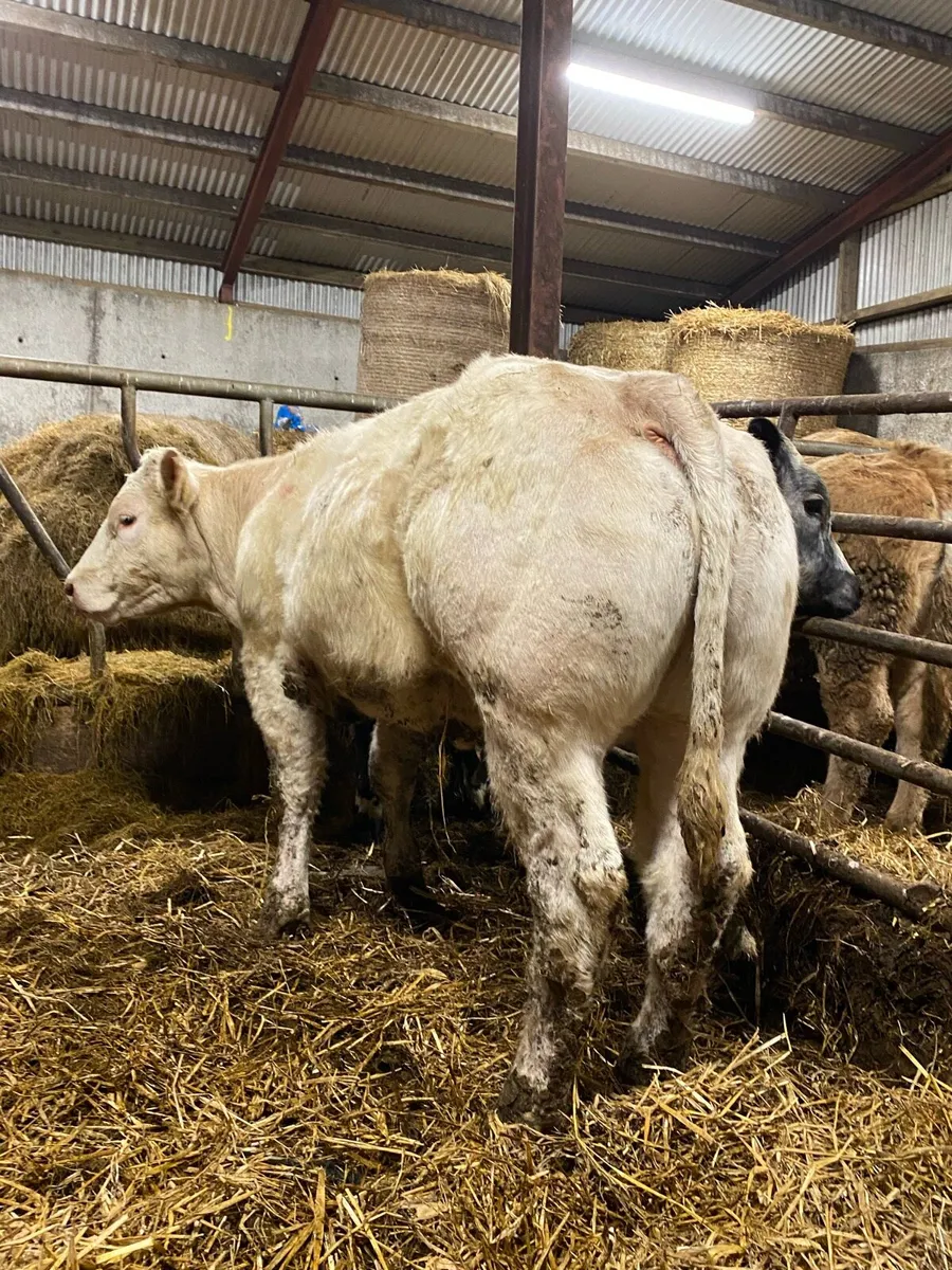 Super breeding heifer - Image 3