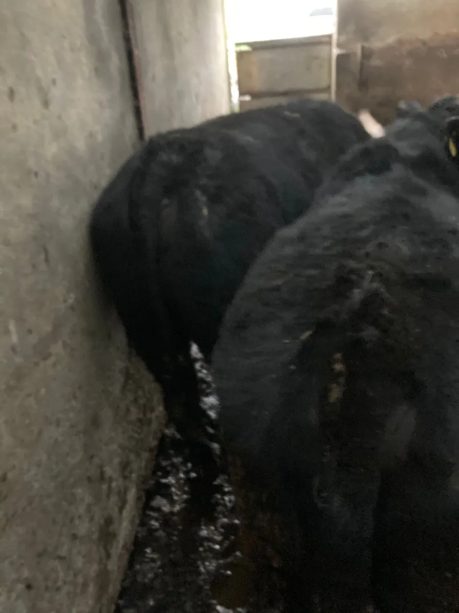 AA Weanling Bulls - Image 1