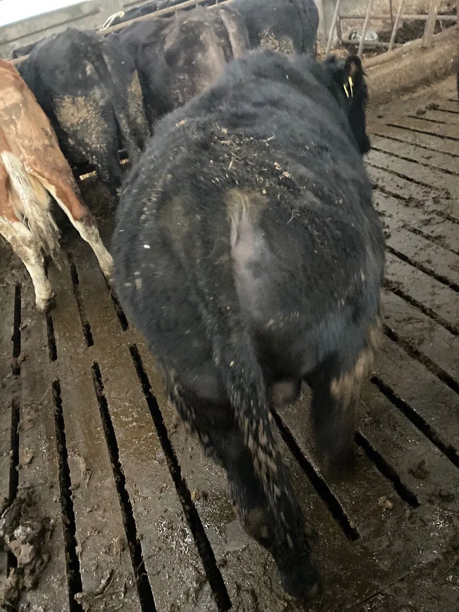 AA Weanling Bulls - Image 2