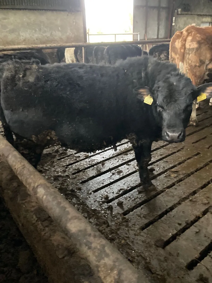 AA Weanling Bulls - Image 3