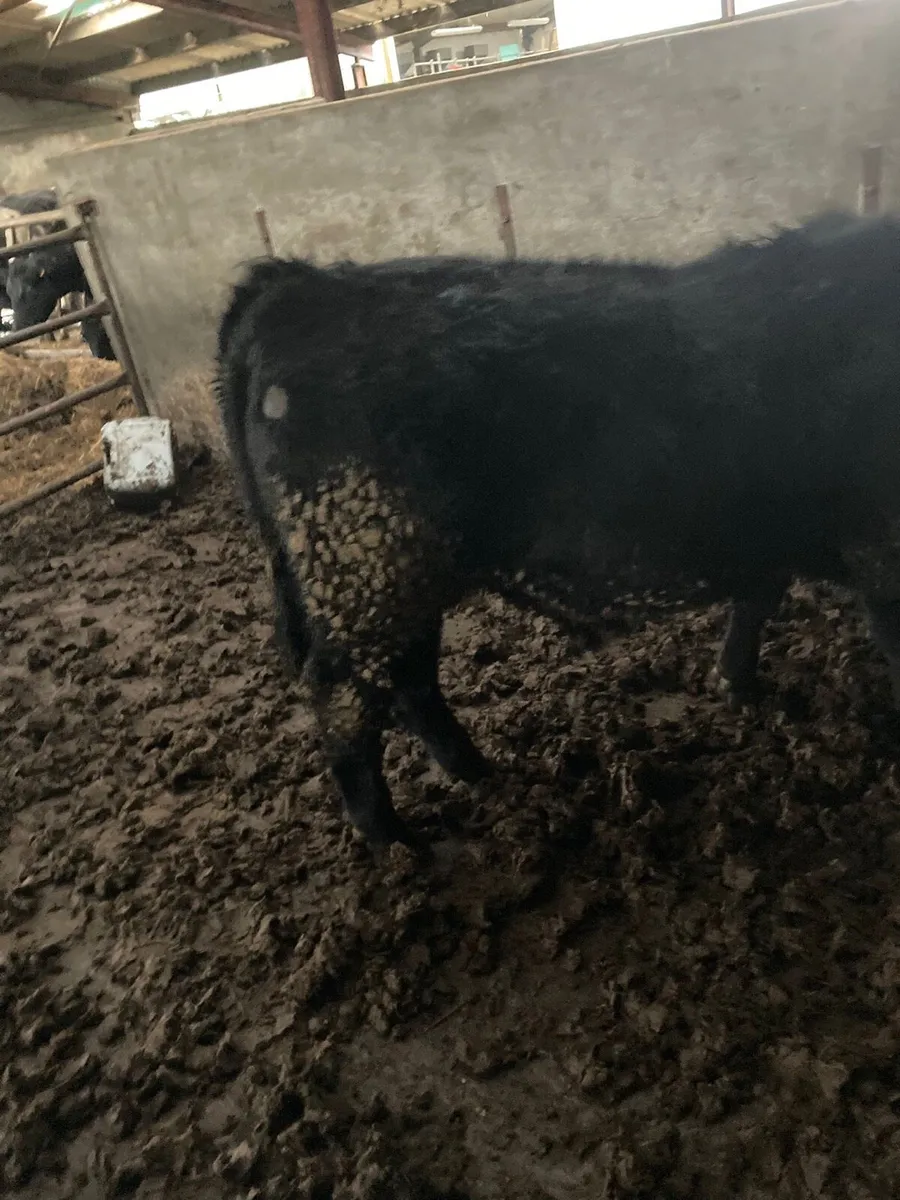 AA Weanling Bulls - Image 4