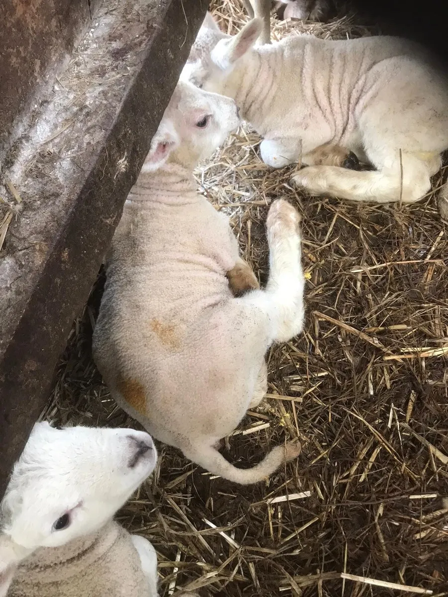 Foster pet lambs - Image 2