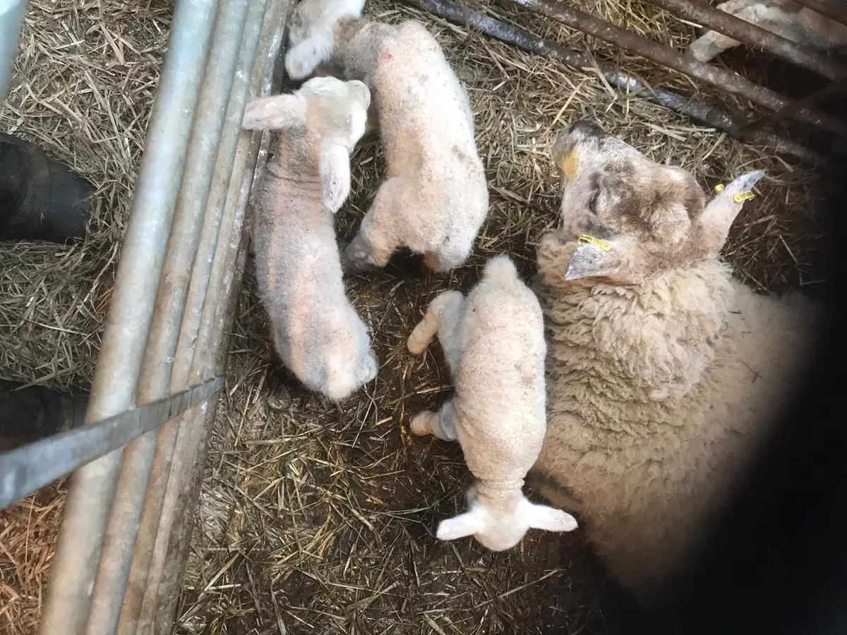Foster pet lambs - Image 3