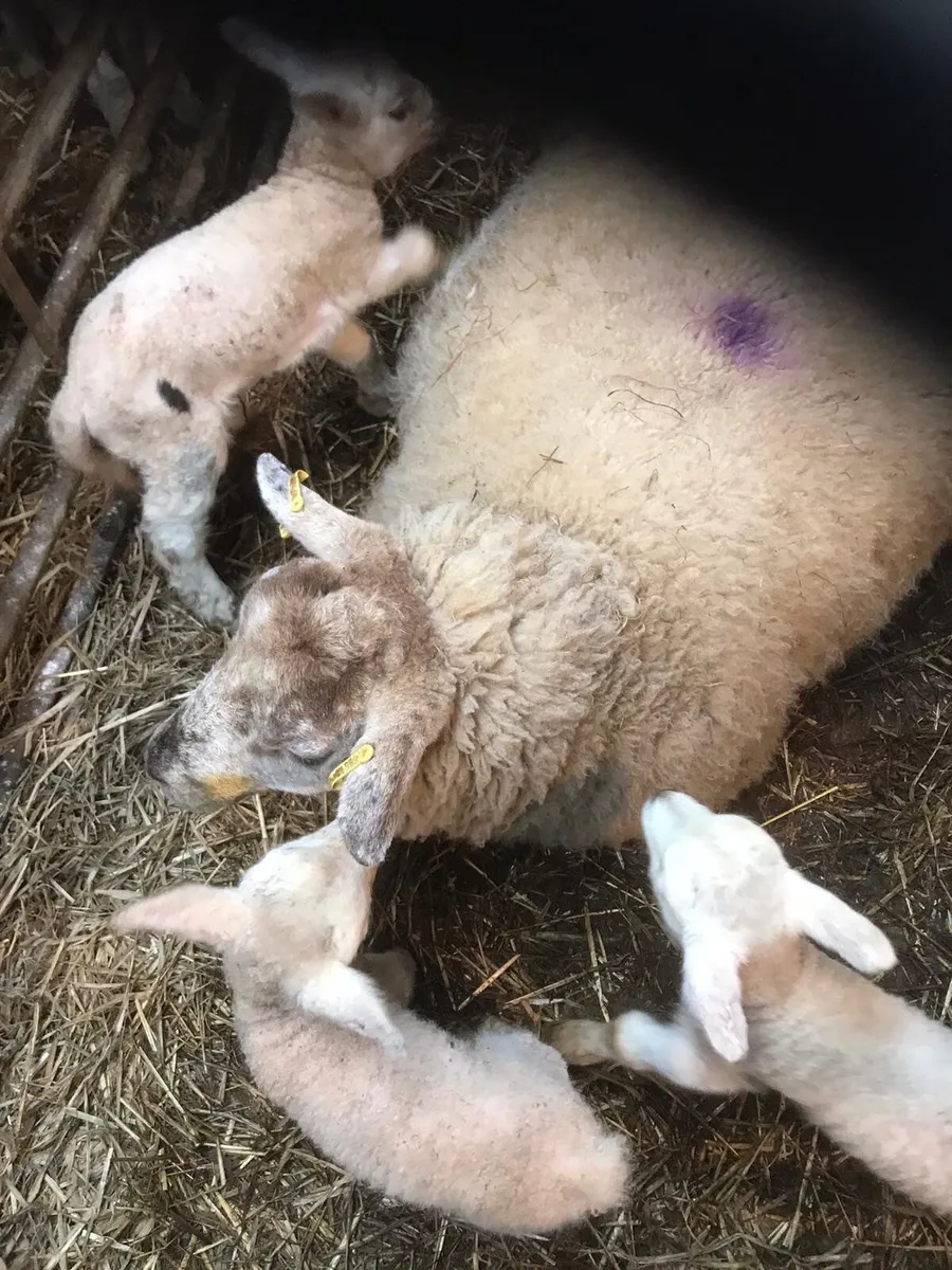 Foster pet lambs - Image 4