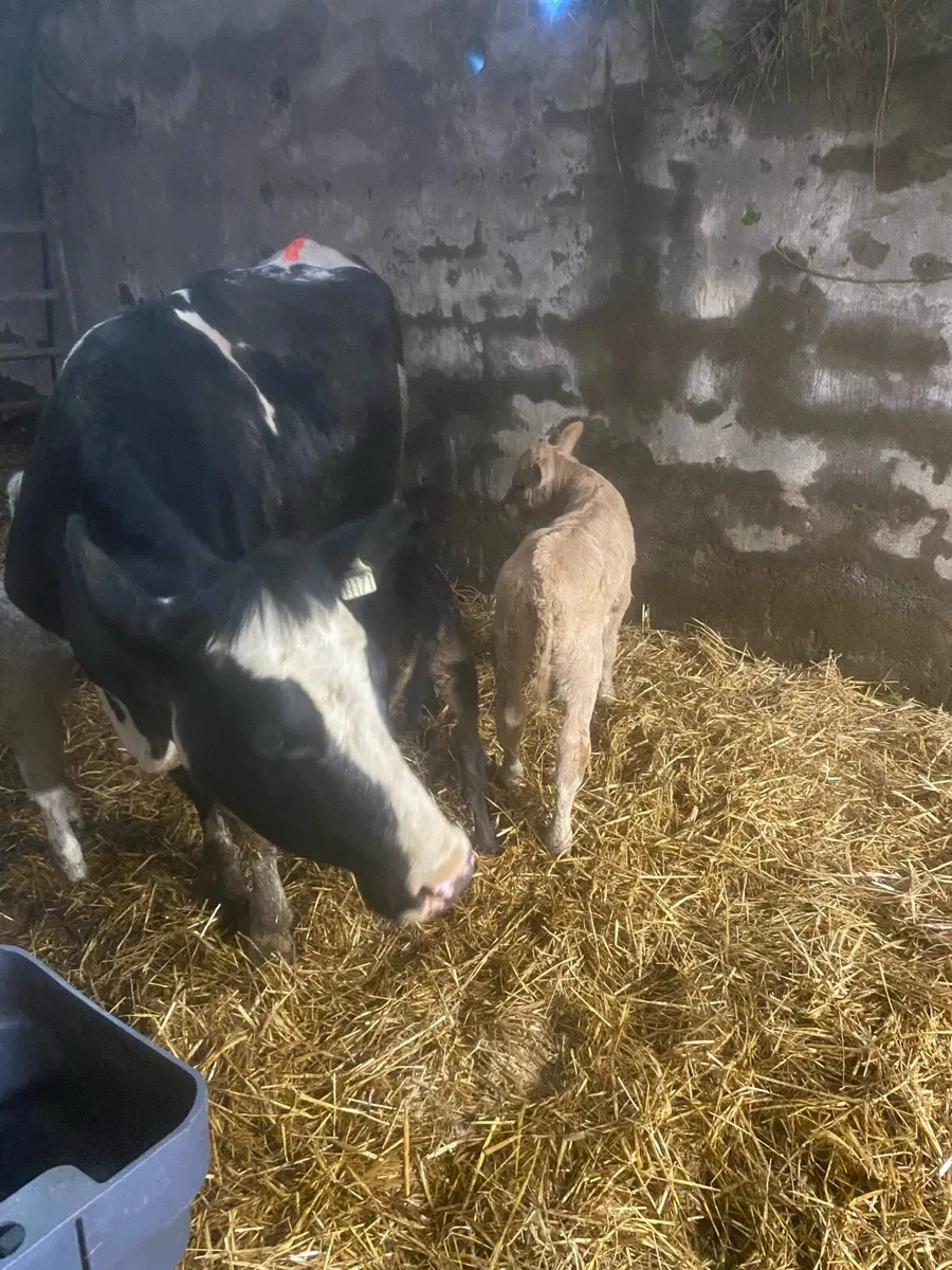 BBX cow and calf’s - Image 1