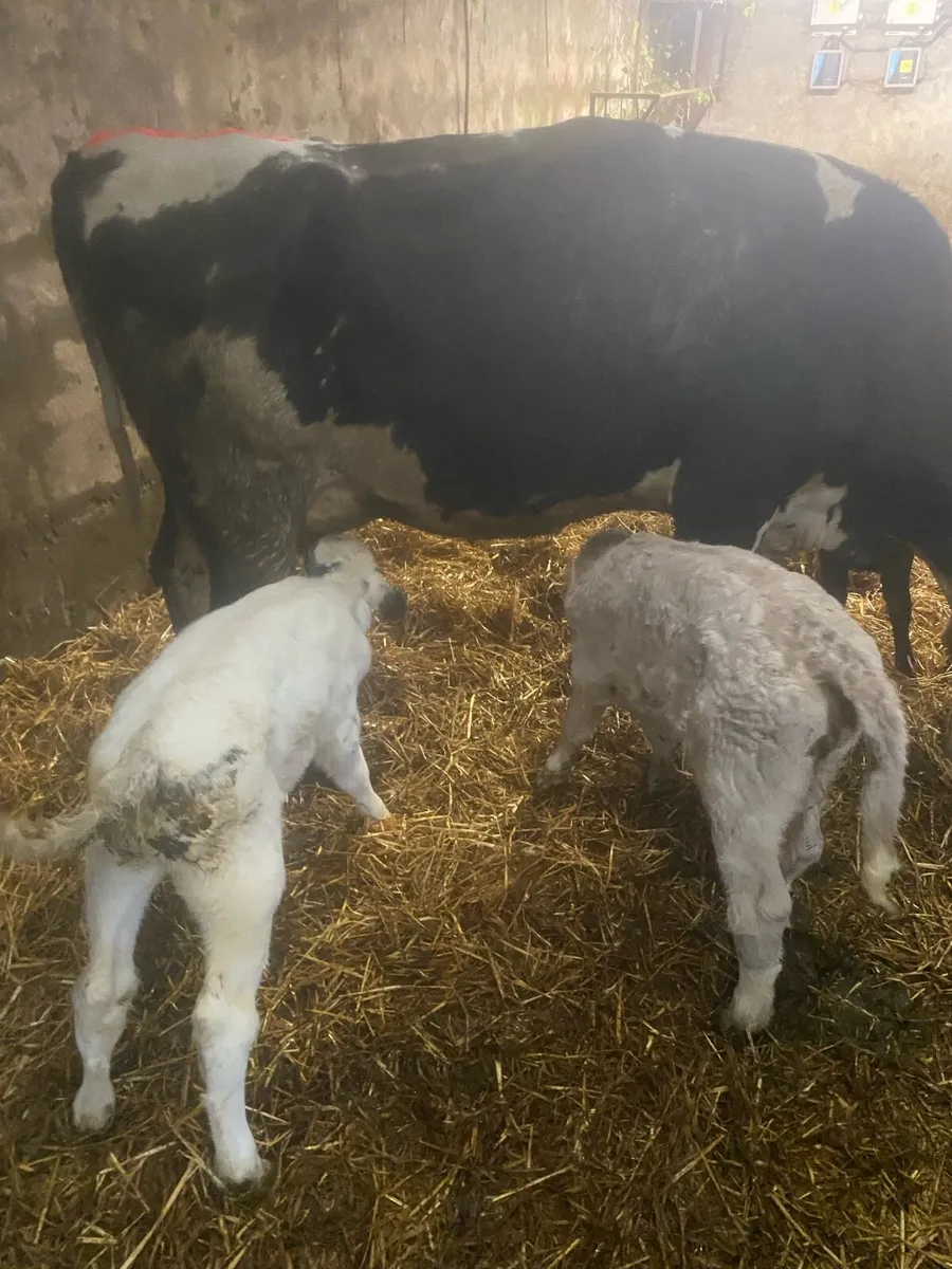 BBX cow and calf’s - Image 2