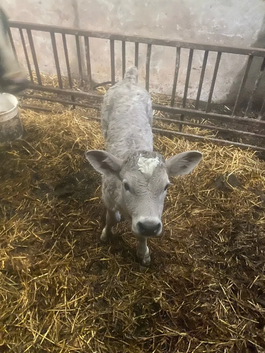 BBX cow and calf’s - Image 3