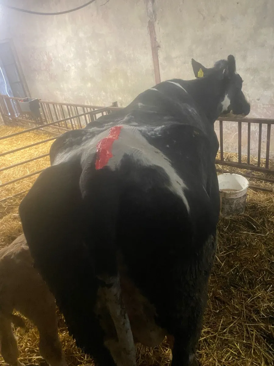 BBX cow and calf’s - Image 4